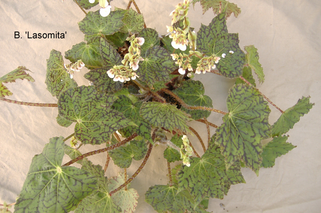 B. ‘Lasomita’